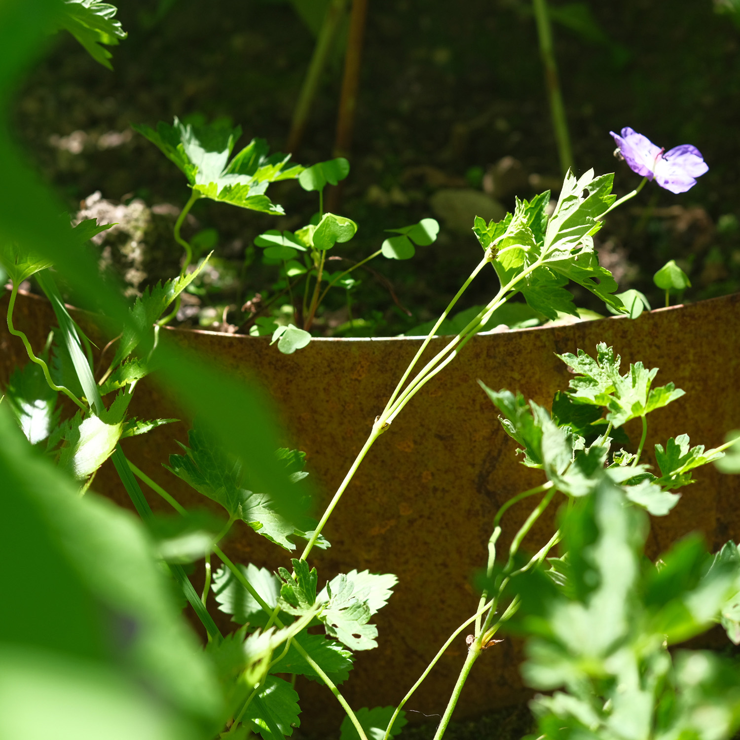 Hangpflanzschale COLLINA Corten